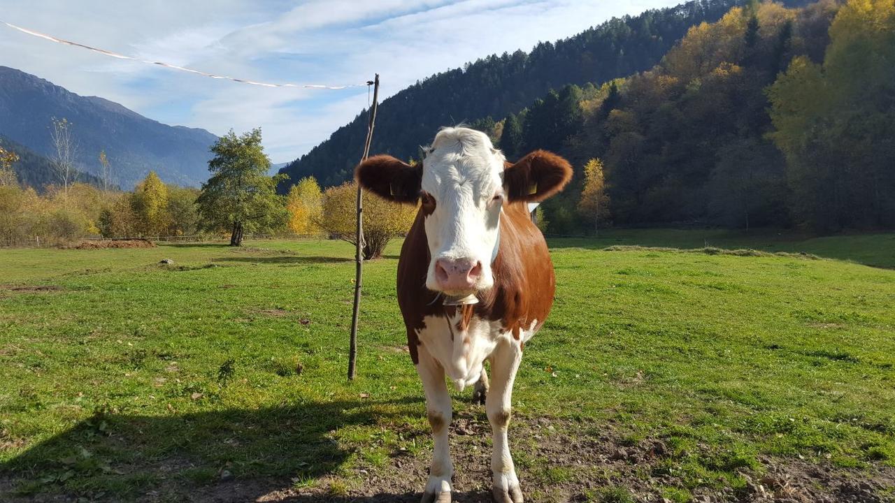 Agriturismo Fattoria Dalcastagne Torcegno エクステリア 写真